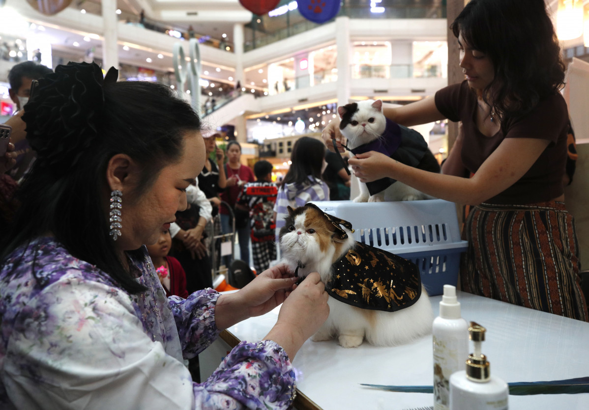 Un gato se prepara para participar en un desfile en una exhibiciu00f3n gatuna  en Bangkok @EFE (2)