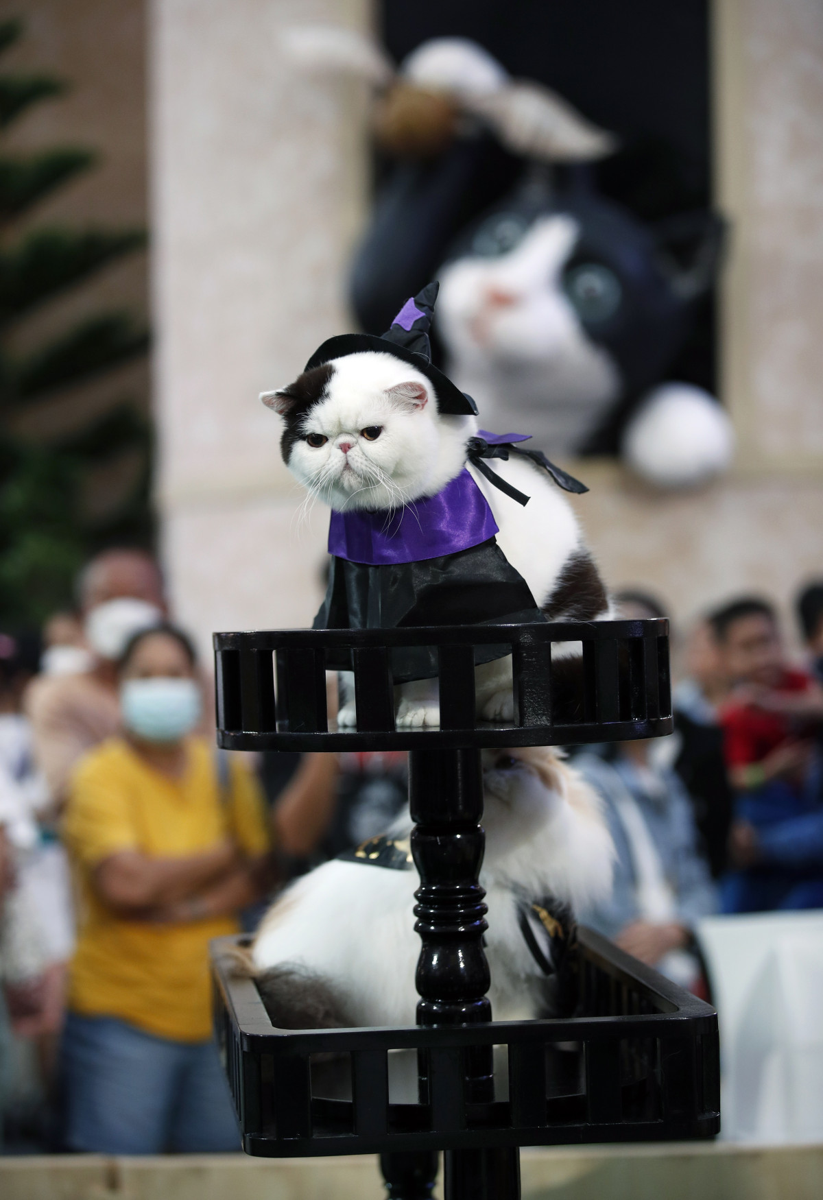 Un gato se prepara para participar en un desfile en una exhibiciu00f3n gatuna  en Bangkok @EFE (4)