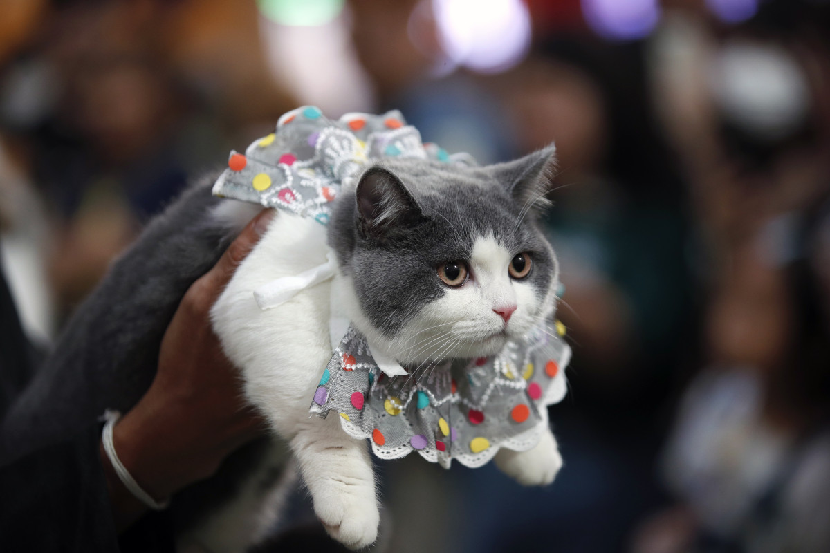 Un gato se prepara para participar en un desfile en una exhibiciu00f3n gatuna  en Bangkok @EFE (5)